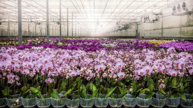 Orchidea farm